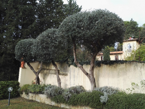 manutenzione alberi a Firenze