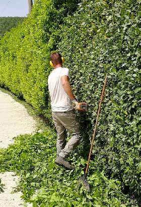 Lapo Bacci è giardiniere professionista a Firenze, disponibile per sopralluoghi al vostro domicilio